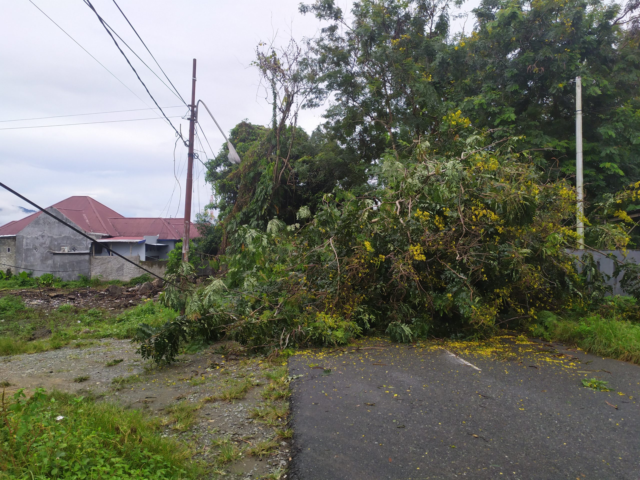 Pohon di Jalan Desa Kampung Makian Yang Tumbang 