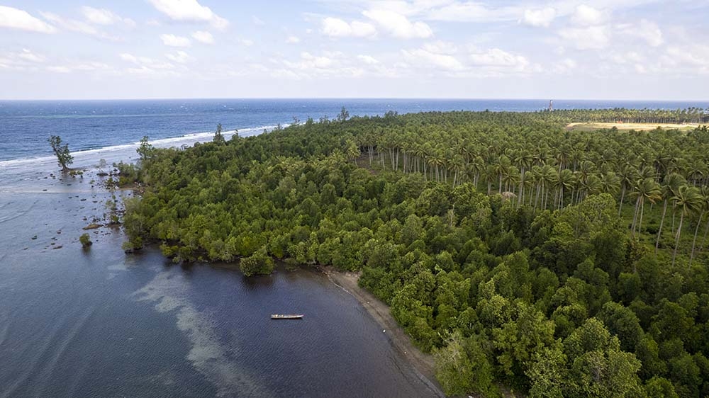 Program rehabilitasi mangrove yang telah dilakukan Harita Nickel di pesisir Desa Soligi, Kecamatan Obi, Halmahera Selatan
