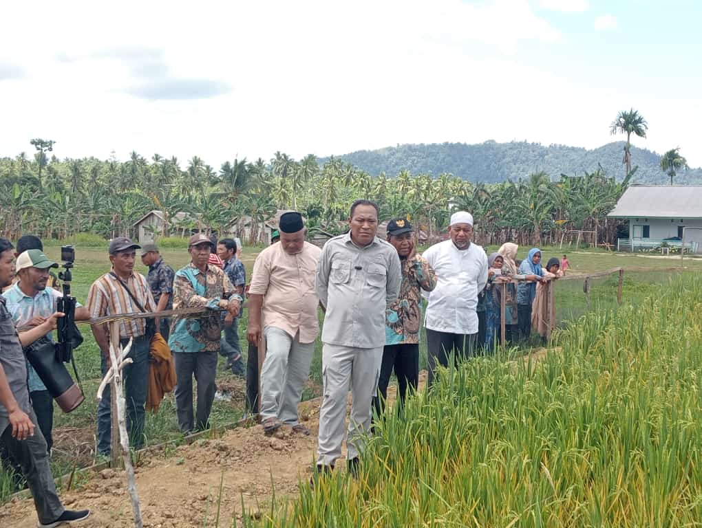 Bupati Usman Sidik Bersama rombongan tinjau Kebun Kebun Sawa Desa Pelita. (Istimewa)