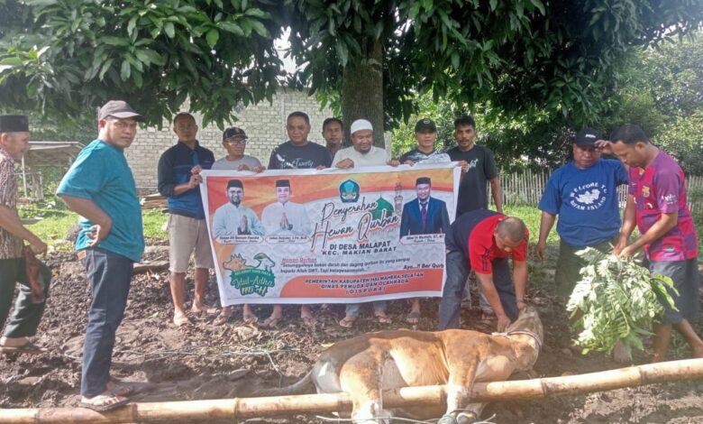 Hewan Kurban Desa Malapat. (Istimewa)