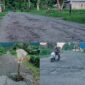Kondisi ruas jalan Panamboang, Kecamatan Bacan Selatan, Kabupaten Halmahera Selatan.|foto jarumSatu.com