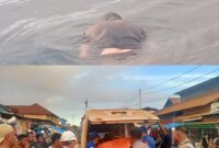 Ket: penemuan sesosok mayat Kariyawan PT.HJF berjenis kelamin laki-laki yang terapung di perairan sekitar desa tersebut, Rabu (17/6/2026) sore.