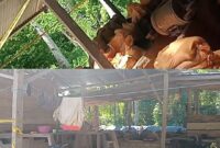 Ket: Aktivitas Tambang Emas Kubung kec.bacan Selatan