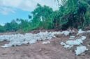 Ket:Lokasi Pengambilan tanah  Topsoil ilegal di Desa Hidayat Kecamatan Bacan.
