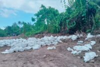 Ket:Lokasi Pengambilan tanah  Topsoil ilegal di Desa Hidayat Kecamatan Bacan.