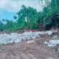 Ket:Lokasi Pengambilan tanah  Topsoil ilegal di Desa Hidayat Kecamatan Bacan.